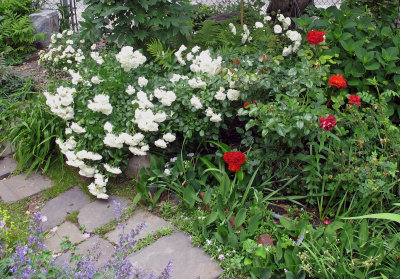 Garden Path Roses