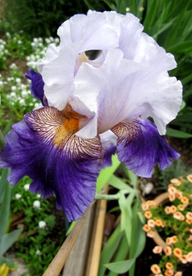 Iris