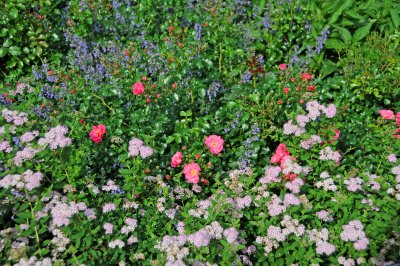 Roses, Calamintha & Spirea