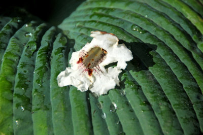 Catalpa Blossom on a Hosta Leaf