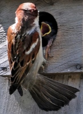 Sparrow Feeding Its Offspring