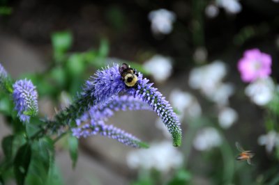 Bee on a Lysimachia Blossom - Greenstreet Garden