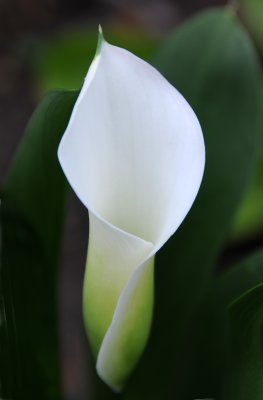 White Calla Lily