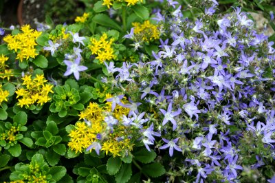 Yellow Sedum & Blue Unknown?