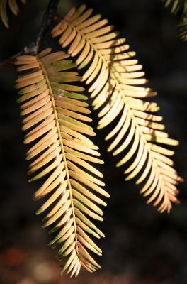 Golden Larch Foliage