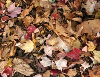 Mostly Maple and Oak Ground Foliage