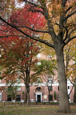 Oak, Maple & NYU Hayden Residence - Washington Square West