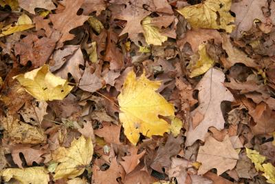 Mostly Maple & Oak Ground Foliage