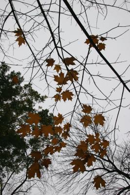 Remaining Maple Foliage