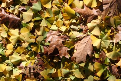 Mostly Ginkgo Leaf Ground Foliage