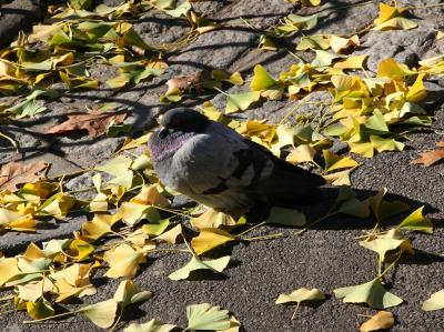 Pigeon & Ginkgo Foliage