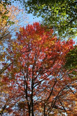 Maple Foliage