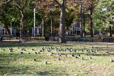 Pigeons Catching the Afternoon Sun