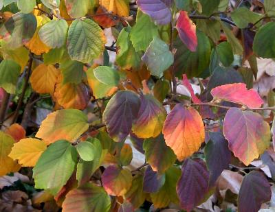 Fothergilla major