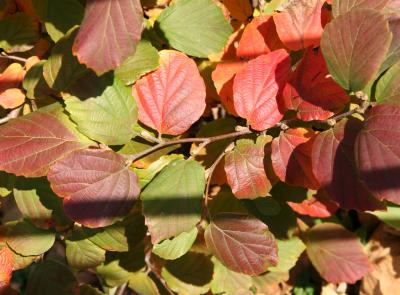 Fothergilla major