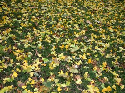 Mostly Ginkgo Foliage on the Grass