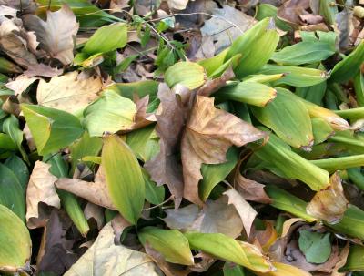 Sycamore Leaves in Bed of Lily of the Valley  Foliage