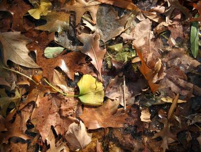 A Ginkgo Leaf in an Icey Bed of Oak Foliage