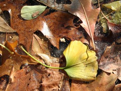A Ginkgo Leaf in an Icey Bed of Oak Foliage