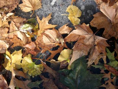 Mostly Oak Foliage in Ice