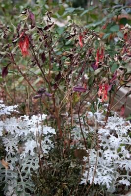 Senecio & Fuchsia