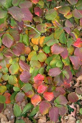 Fothergilla major