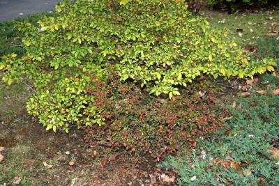 Azalea & Berberis