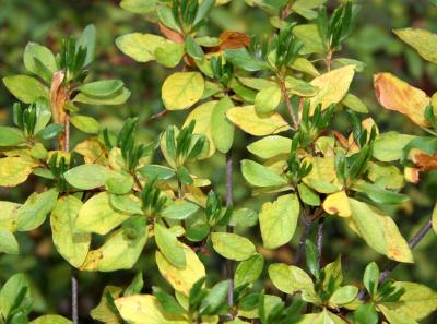 Azalea Foliage