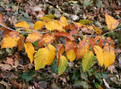 Witch Hazel Foliage