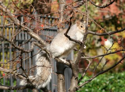 Squirrel in Crab Apple Tree