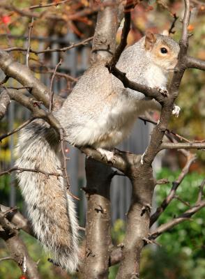 Squirrel in Crab Apple Tree