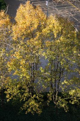 Pear Trees