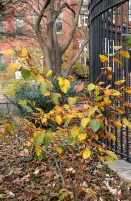 Witch Hazel Bush