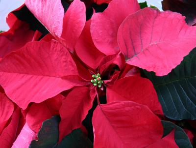 Poinsettia at the Space Market