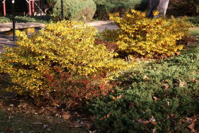 Azalea, Berberis & Juniper