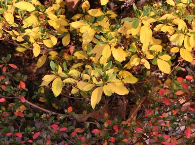 Azalea & Berberis