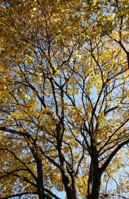 Yellow Maple Foliage