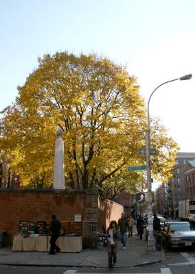 Yellow Maple Tree at Saint Patrick's Old Church