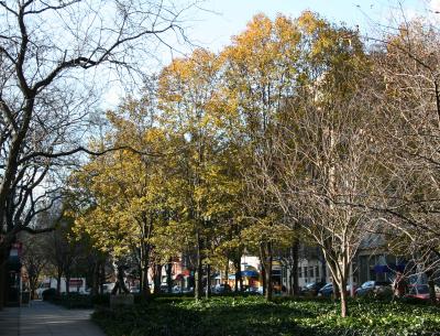 LaGuardia Place Gardens