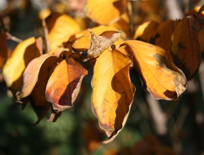 Dogwood Foliage