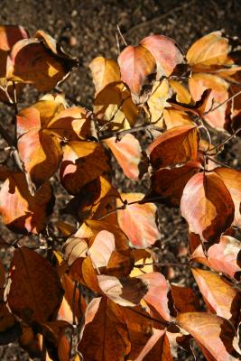 Dogwood Foliage