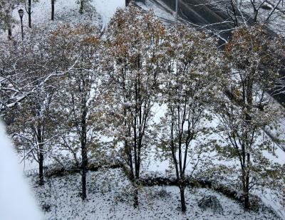 Pear Trees - First Snow of the Season
