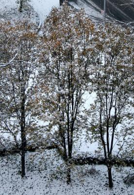 Pear Trees - First Snow of the Season