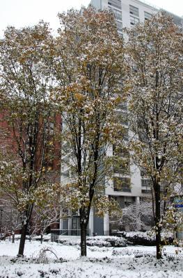 Pear Trees & One Washington Square Village