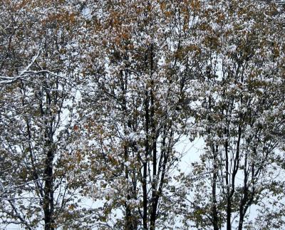 Snow on Pear Tree Foliage