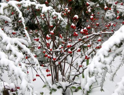 Snow, Rose Hips & Pine
