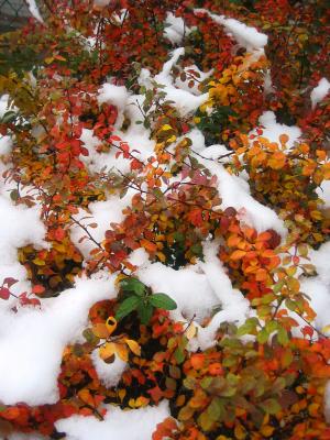 Berberis