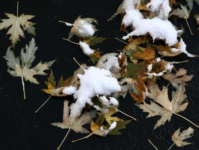 Snow on Maple Foliage