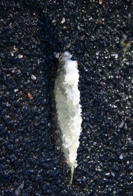 Snow & Ice on a Willow Tree Leaf