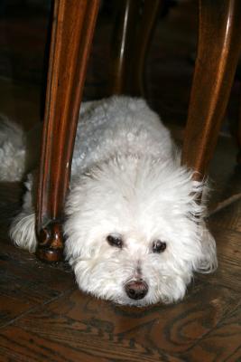 Jennifer - Waiting for a Treat Under the Dining Table